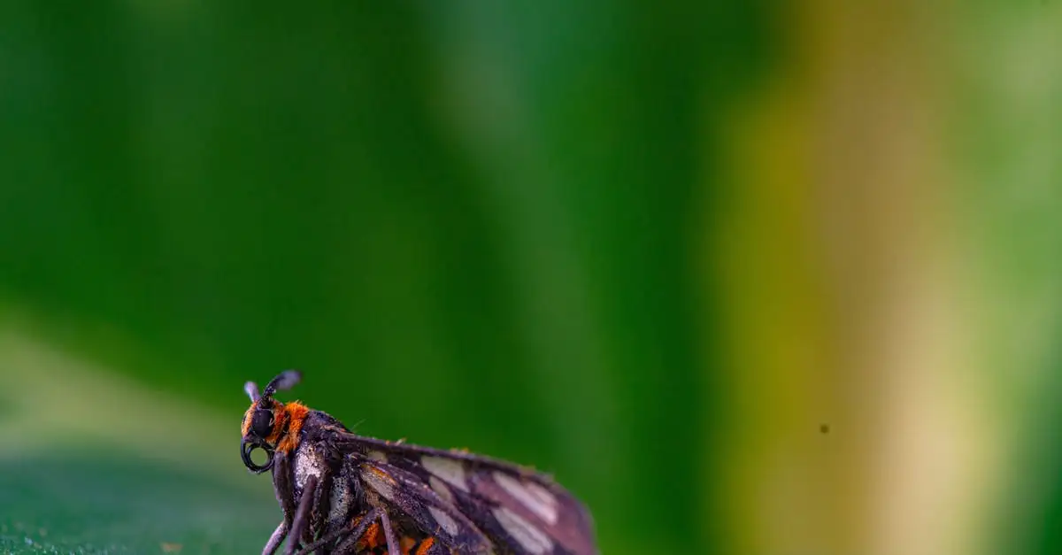 Vlinder zwart rood kopen of bekijken | Informatie