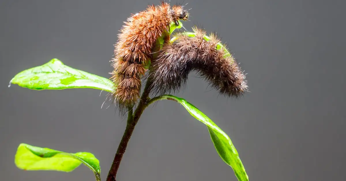 Vlinders en rupsen ontdekken: fascinerende metamorfose