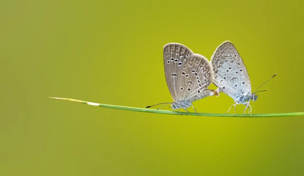Vlinders kopen