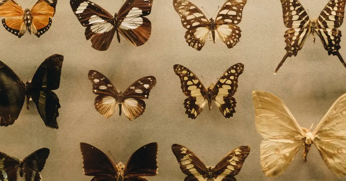 Vlinders opgezet: Prachtige insecten voor uw collectie