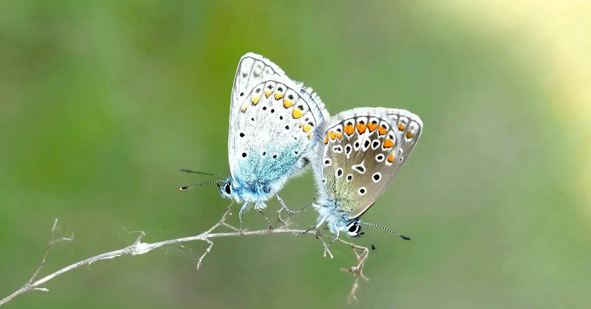 Vrije vlinders: Ontdek de schoonheid van de natuur