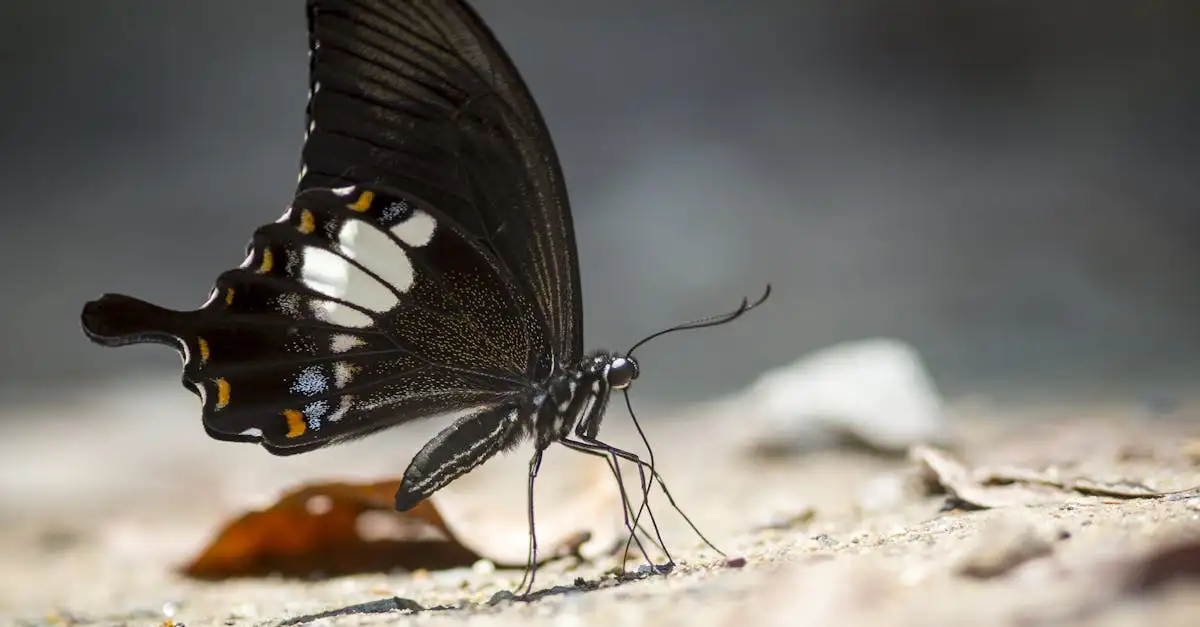 Wat betekent een zwarte vlinder? Betekenis en symboliek