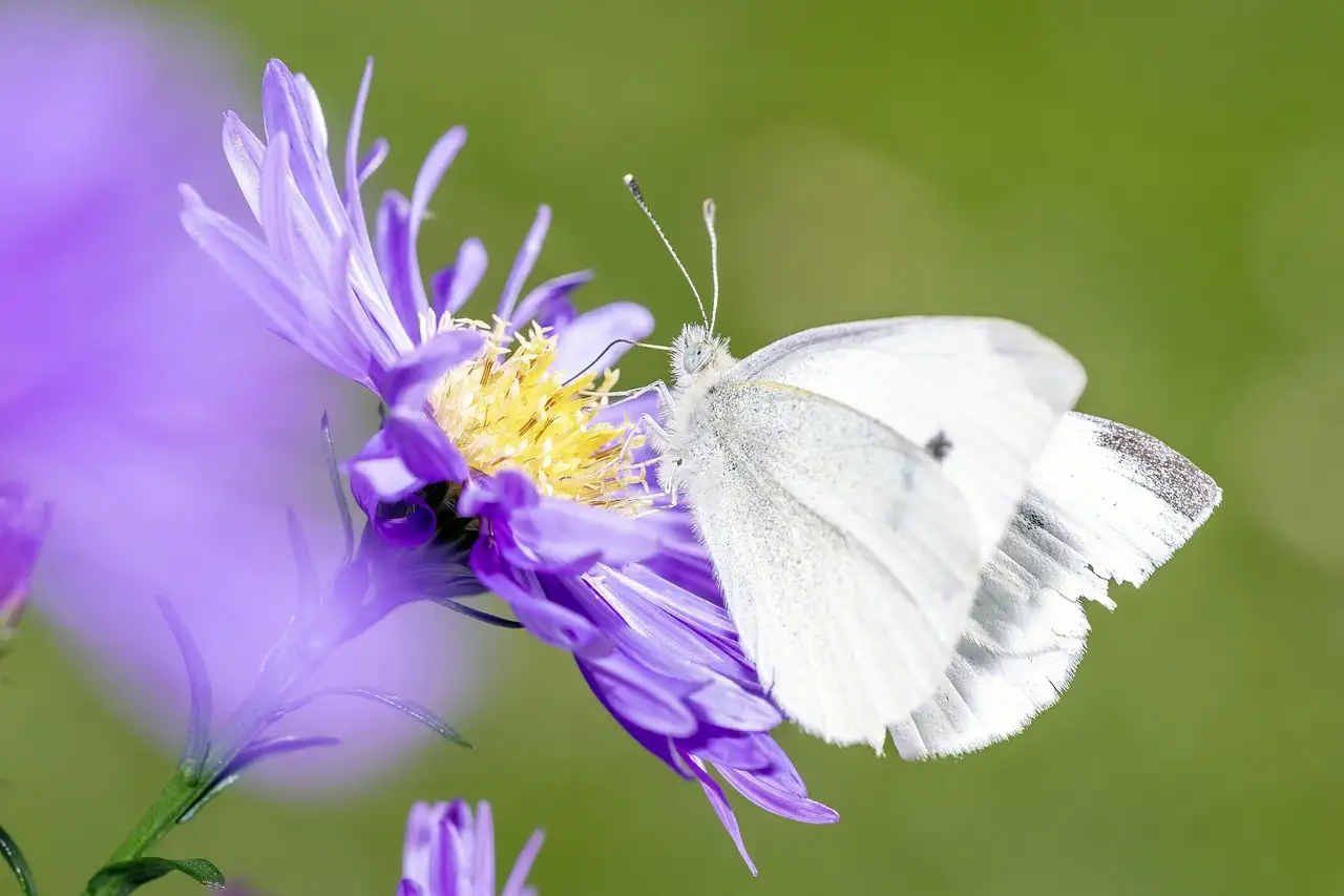 Witte vlinders met zwarte stippen: soorten en hun betekenis.