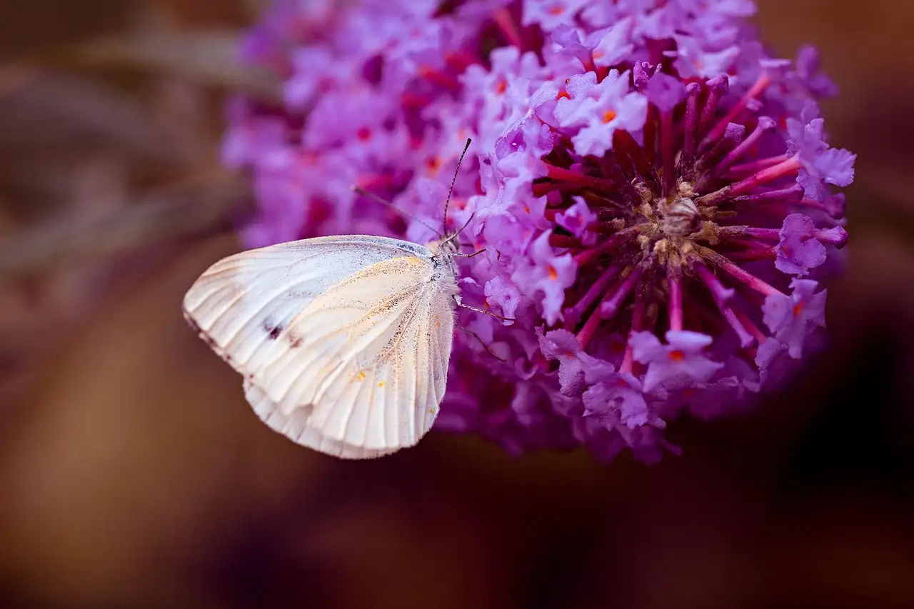 De witte vlinder: een tuin vol leven en kleur