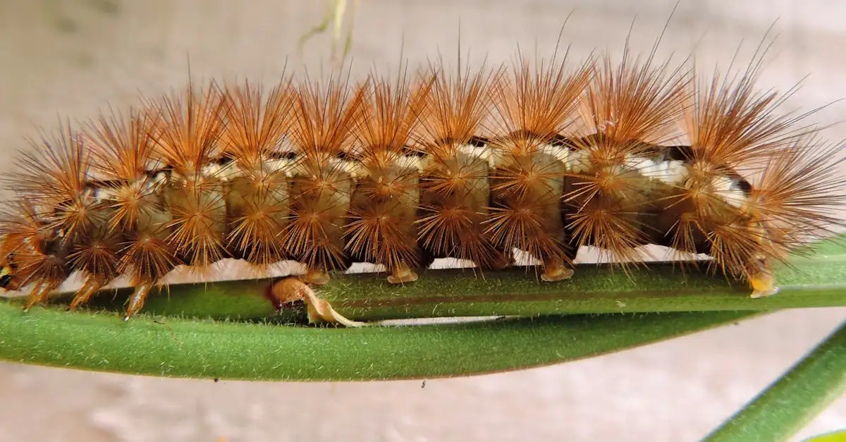 Wordt elke rups een vlinder? Het fascinerende